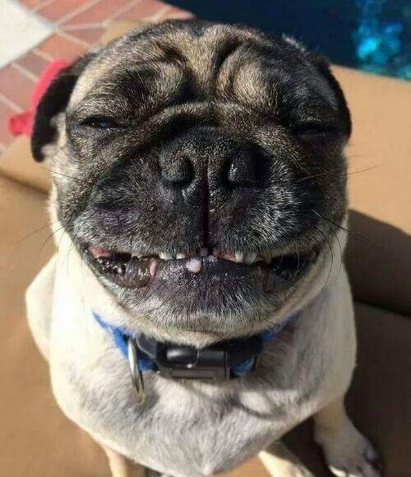 Смешни фотографии од животни што сигурно ќе ви го подобрат расположението