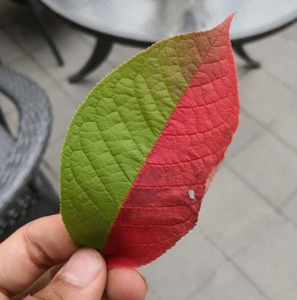 20 неверојатни фотографии кои докажуваат дека светот е секогаш полн со чуда