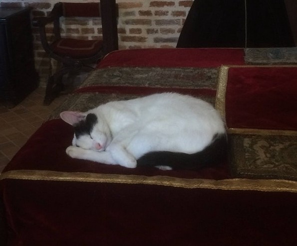 20 неверојатни фотографии кои докажуваат дека светот е секогаш полн со чуда