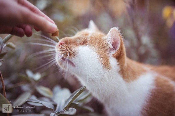 Слатки фотографии од слепо маче што ќе ви го стопат срцето