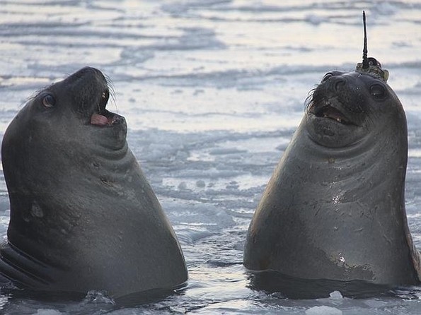 Смешни фотографии од животни што сигурно ќе ви го подобрат расположението