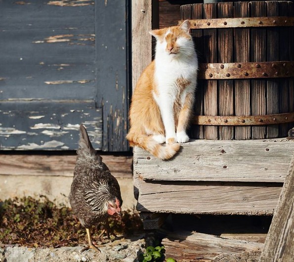 Слатки фотографии од слепо маче што ќе ви го стопат срцето