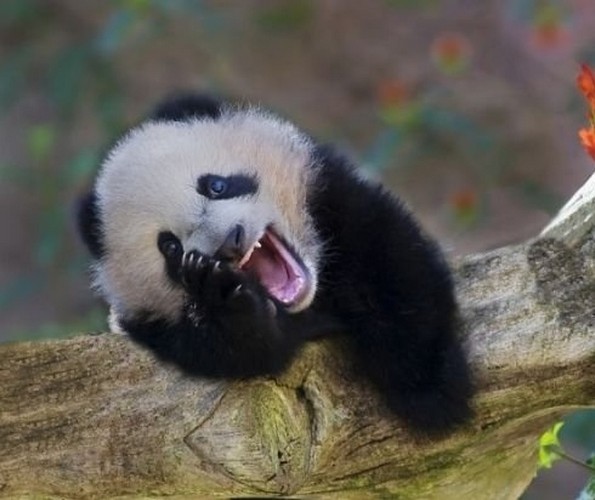 Смешни фотографии од животни што сигурно ќе ви го подобрат расположението