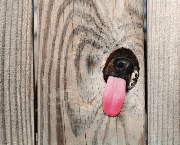 Смешни фотографии од животни што сигурно ќе ви го подобрат расположението