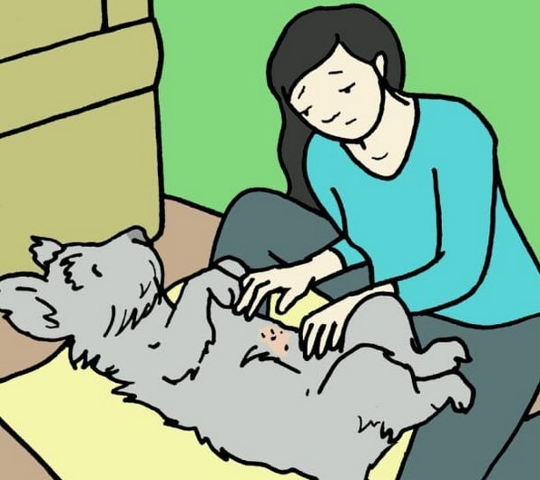 Како да се ослободите од болвите на вашето куче?