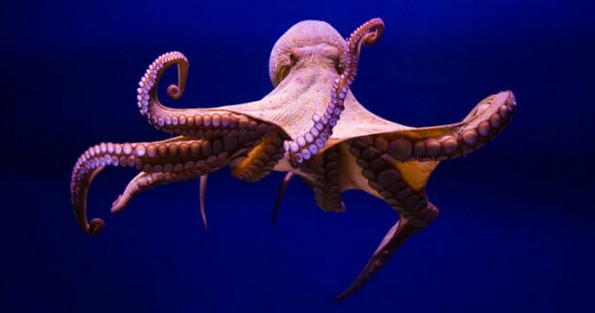 10 социјални и биолошки експерименти со навистина интересни резултати