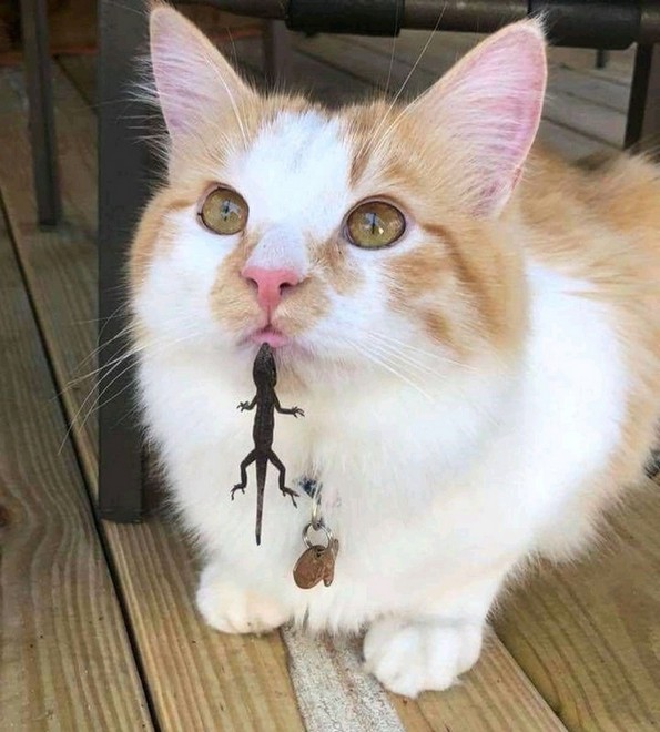 Смешни фотографии од животни што сигурно ќе ви го подобрат расположението