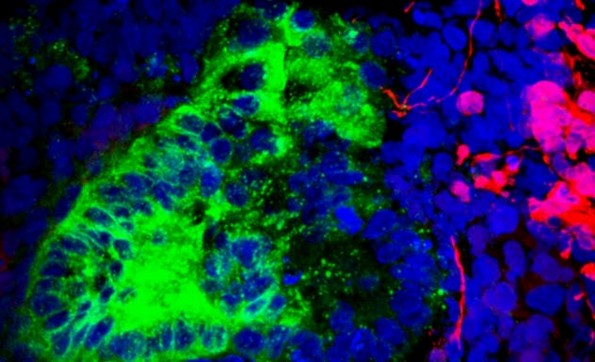 10 социјални и биолошки експерименти со навистина интересни резултати