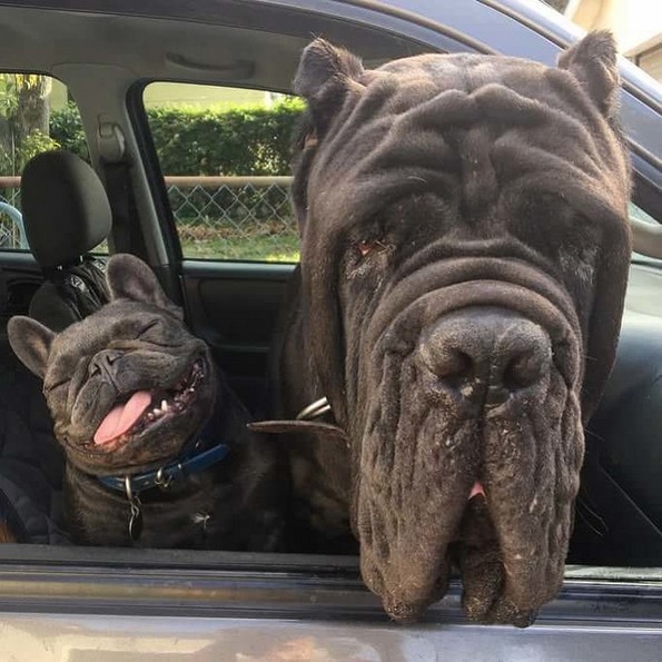 Смешни фотографии од животни што сигурно ќе ви го подобрат расположението