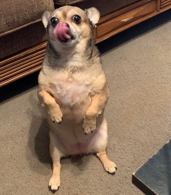 Смешни фотографии од животни што сигурно ќе ви го подобрат расположението