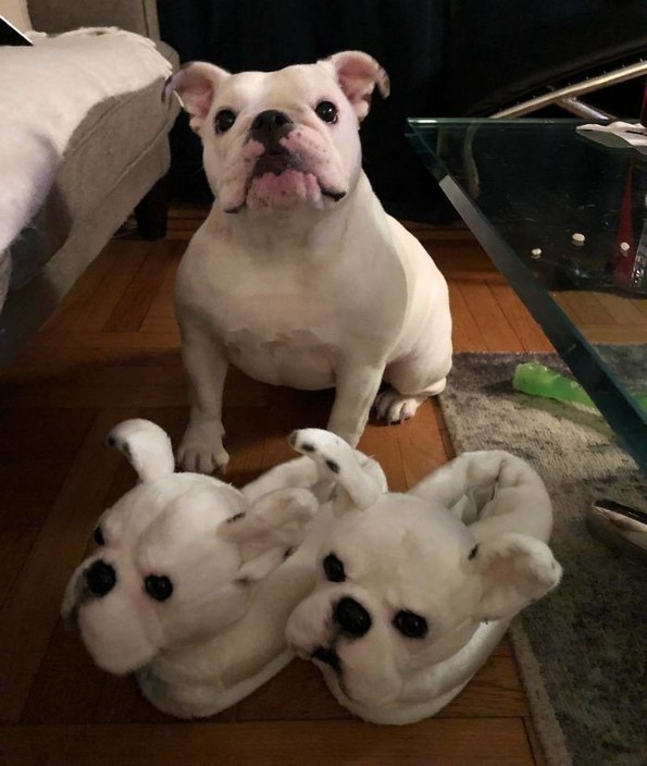 Компанија прави домашни влечки кои изгледаат како миленичињата на купувачите