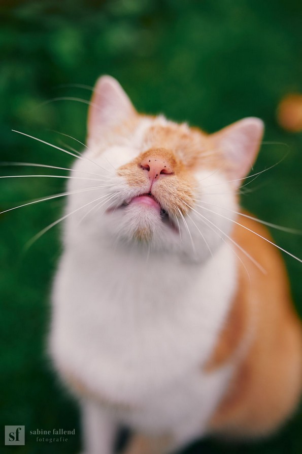 Слатки фотографии од слепо маче што ќе ви го стопат срцето
