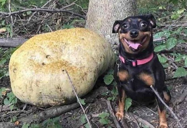 Смешни фотографии од животни што сигурно ќе ви го подобрат расположението