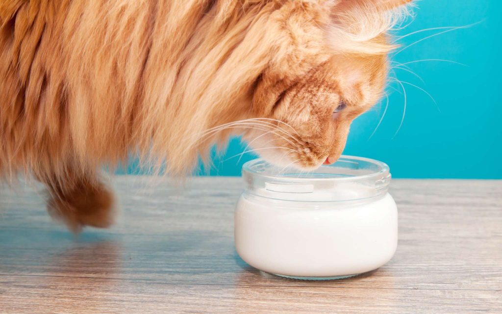 Дали е во ред мачките да пијат млеко?