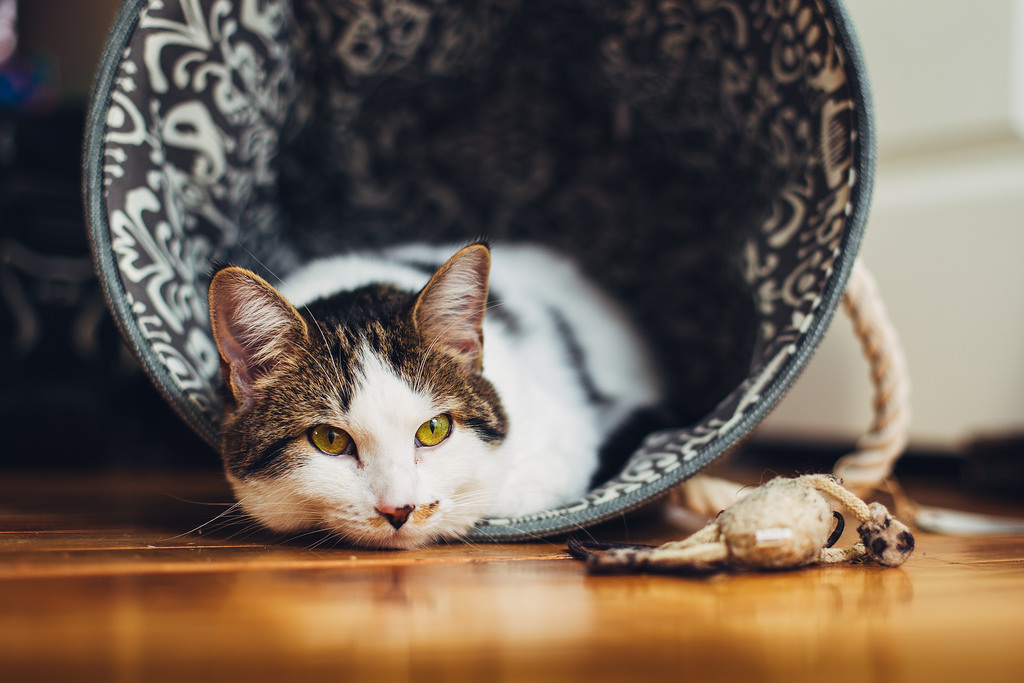 Зошто е важна стерилизацијата на мачките?