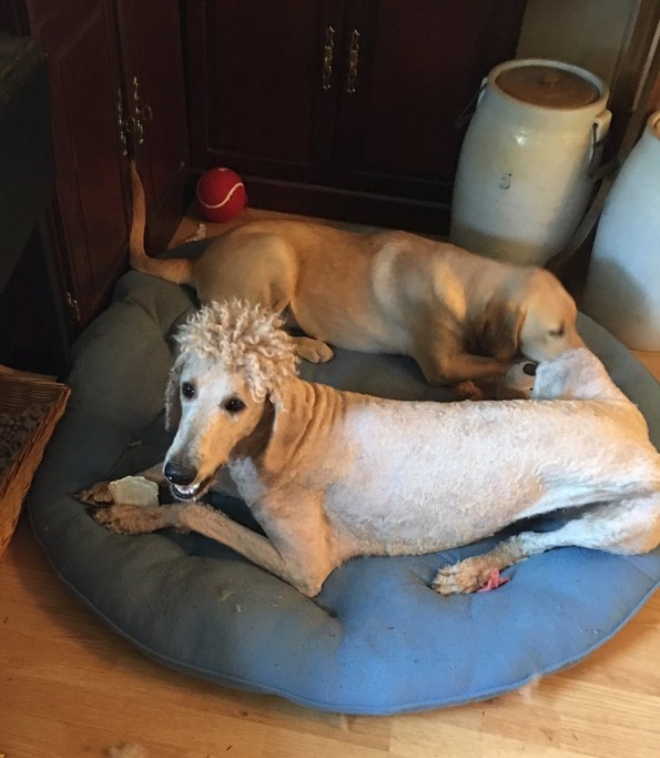 Урнебесни фотографии од животни со лоши фризури