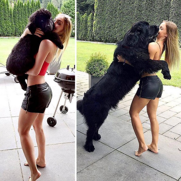 Фотографии што покажуваат колку всушност се големи кучињата њуфаундленд