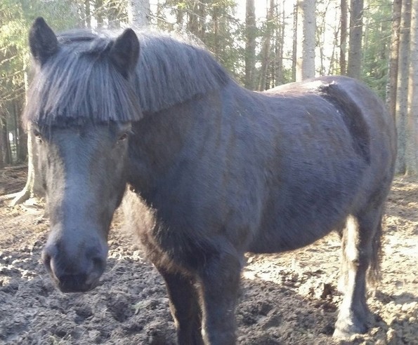 Урнебесни фотографии од животни со лоши фризури