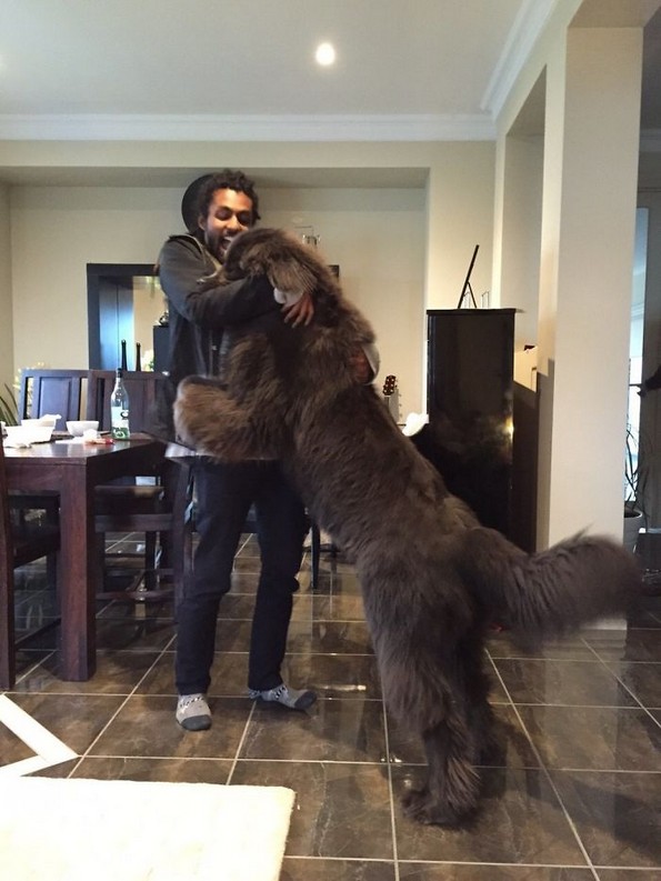 Фотографии што покажуваат колку всушност се големи кучињата њуфаундленд