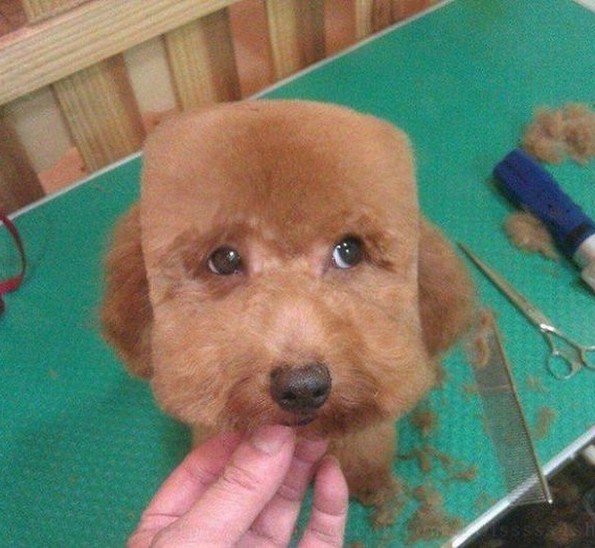 Урнебесни фотографии од животни со лоши фризури