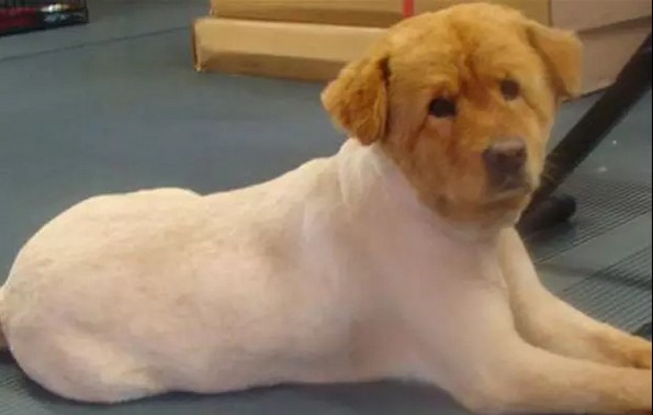 Урнебесни фотографии од животни со лоши фризури