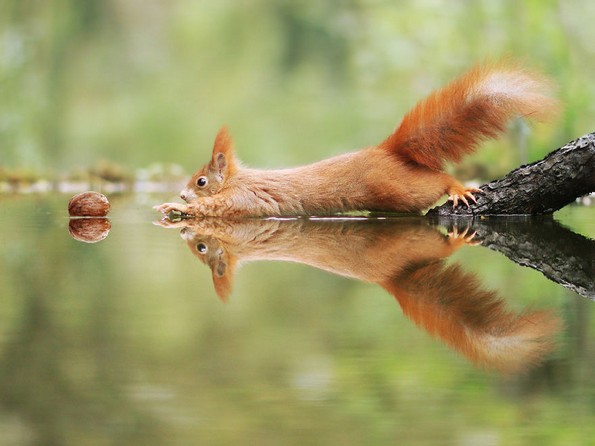 Фотограф прави смешни и слатки фотографии од диви животни