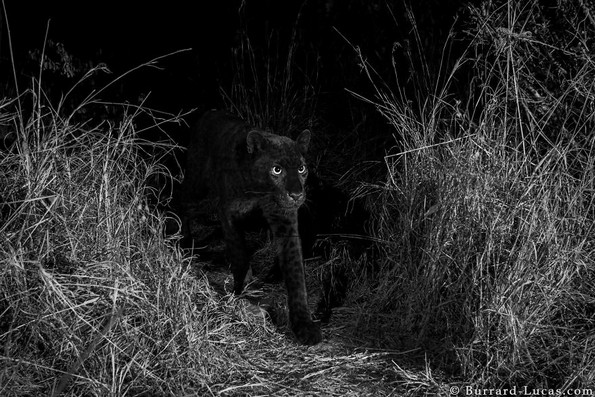 Фотографиран е црн леопард од Африка за прв пат по 100 години