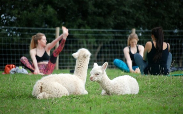 Нов луд тренд: Вежбање јога со алпаки