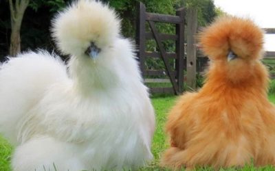 Урнебесни фотографии од животни со лоши фризури