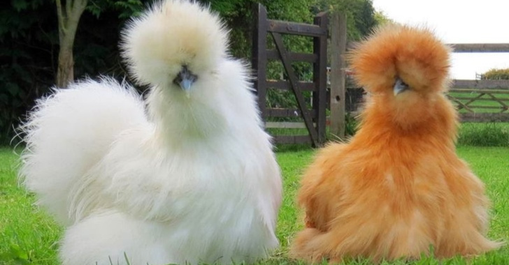 Урнебесни фотографии од животни со лоши фризури