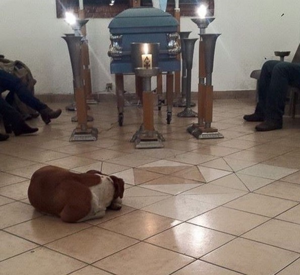 Улични кучиња се појавиле на погребот на жената што се грижела за нив