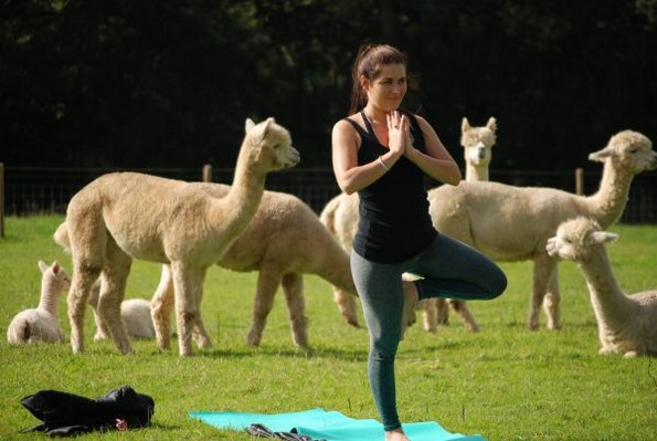 Нов луд тренд: Вежбање јога со алпаки