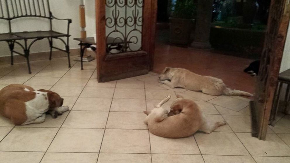 Улични кучиња се појавиле на погребот на жената што се грижела за нив