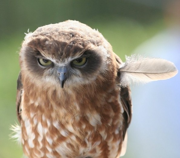 Урнебесни фотографии од животни со лоши фризури