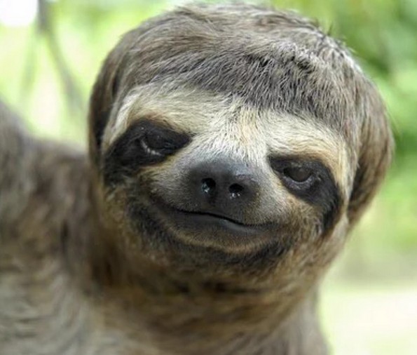 Урнебесни фотографии од животни со лоши фризури