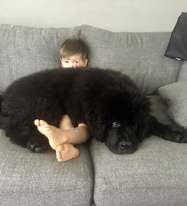 Фотографии што покажуваат колку всушност се големи кучињата њуфаундленд