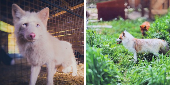 Фотографка од Москва живее во шума со 100 кучиња
