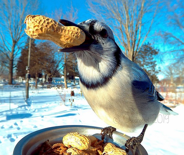 Извонредни фотографии од птици направени со скриена камера