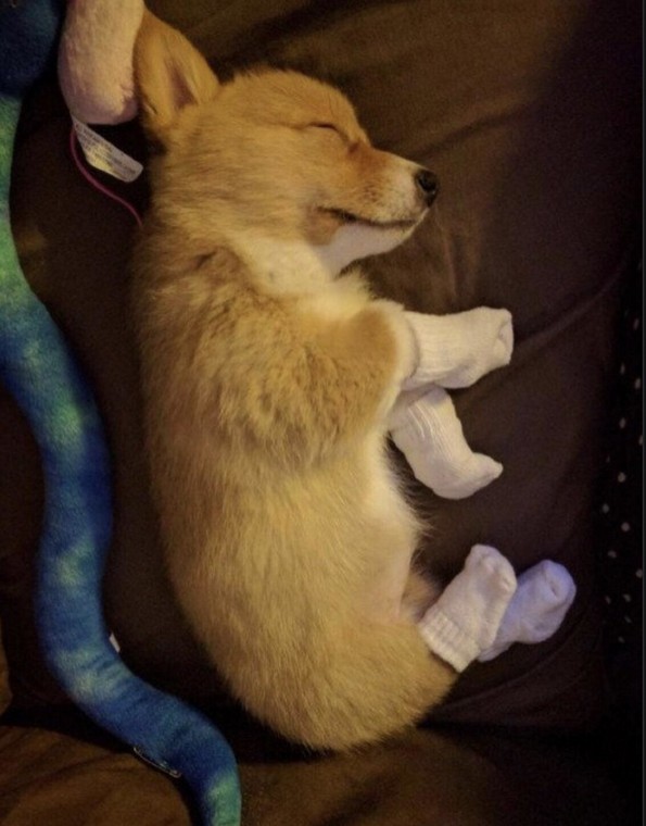 Слатки фотографии од животни за убав почеток на денот