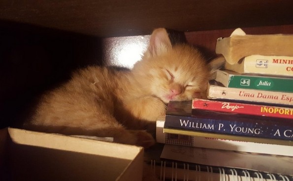 Слатки фотографии од животни за убав почеток на денот