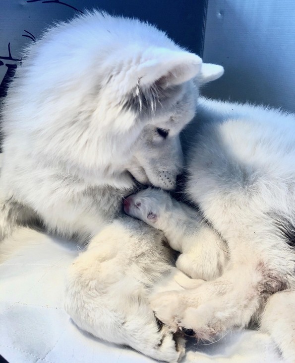 Слатки фотографии од животни за убав почеток на денот