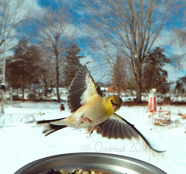 Извонредни фотографии од птици направени со скриена камера