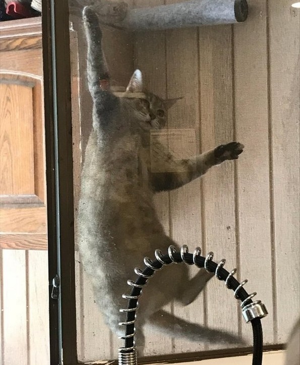 Слатки фотографии од животни за убав почеток на денот