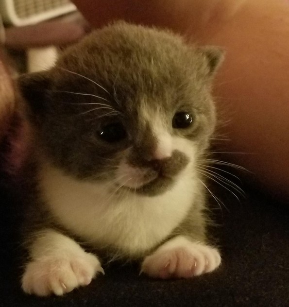 Слатки фотографии од животни за убав почеток на денот