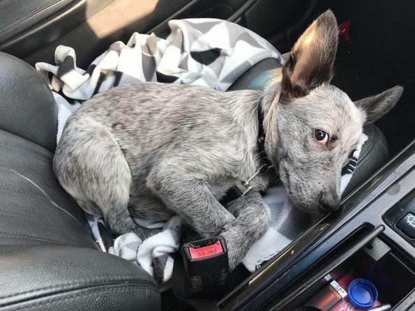 Слатки фотографии од животни за убав почеток на денот