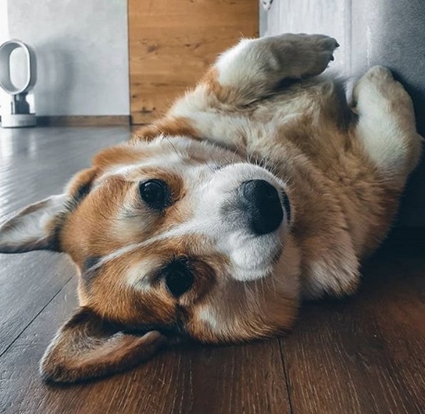 Слатки фотографии од животни за убав почеток на денот