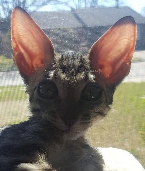 Слатки фотографии од животни за убав почеток на денот