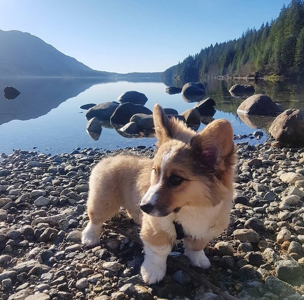 Слатки фотографии од животни за убав почеток на денот