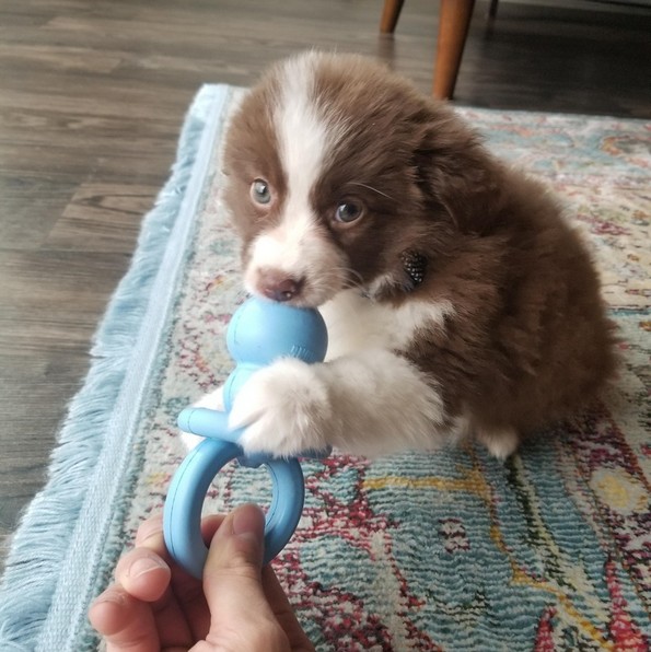 Слатки фотографии од животни за убав почеток на денот