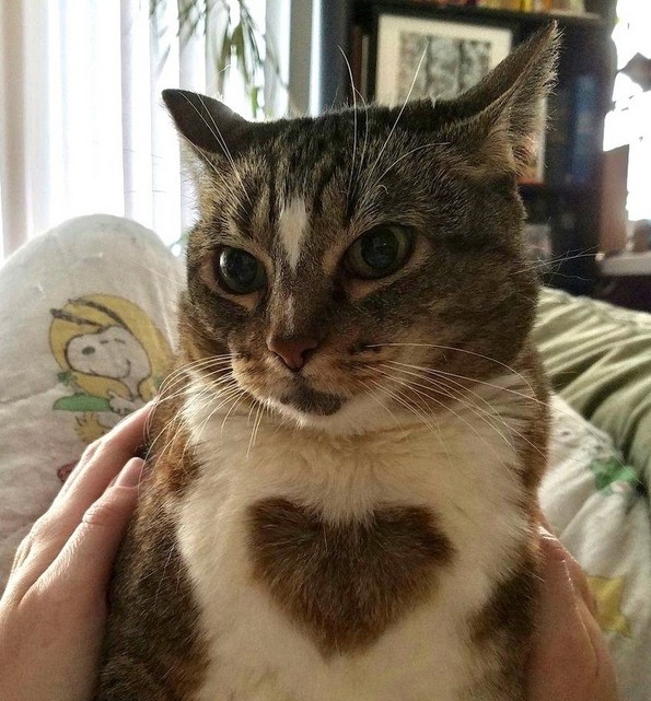 Слатки фотографии од животни за убав почеток на денот